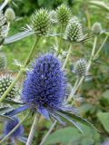 Eryngium planum. Верхушки побегов с соцветиями. Беларусь, г. Минск, в культуре. 08.07.2017.