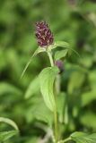 Prunella vulgaris