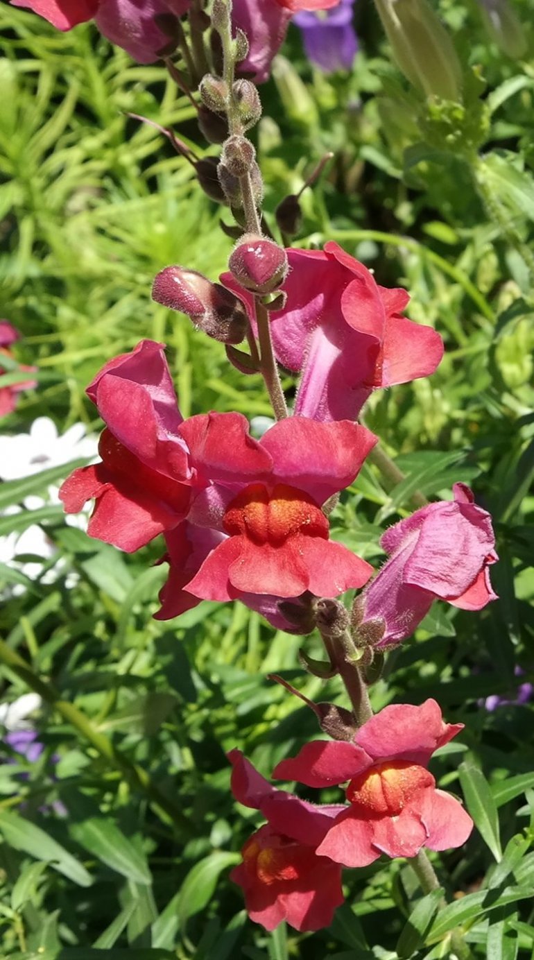 Изображение особи Antirrhinum majus.