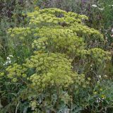 Heracleum sibiricum. Верхушка растения с соцветиями. Свердловская обл., окр. г. Североуральск, пустырь на краю города. 23.07.2006.