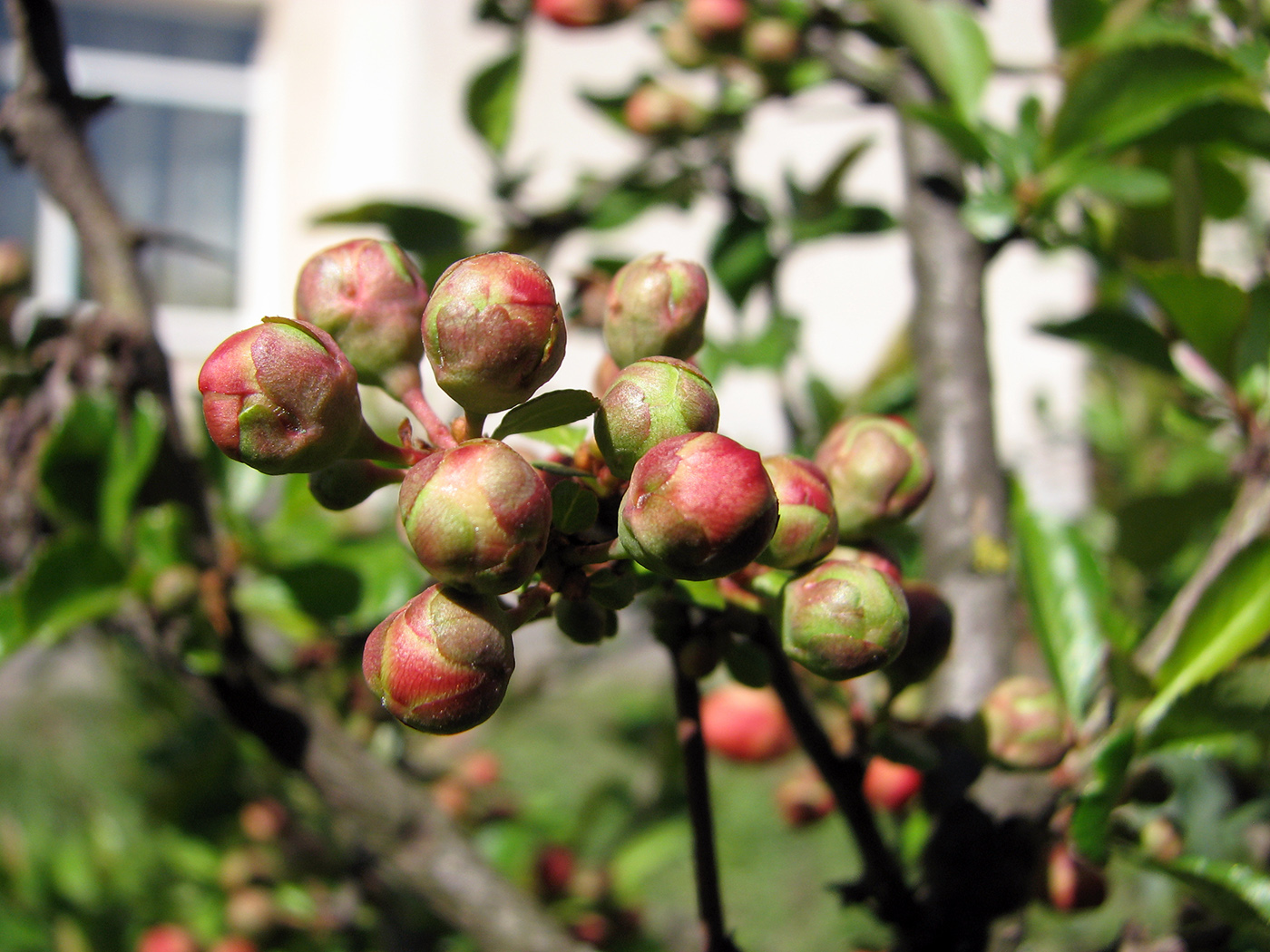 Image of Chaenomeles japonica specimen.