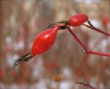 Rosa glabrifolia. Зрелые перезимовавшие плоды. г. Шумерля, Чувашская республика.
9 марта 2008 г.