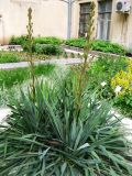 Yucca filamentosa. Бутонизирующее растение. Волгоград, Ботсад ВГСПУ, внутренний дворик, в культуре. 16.07.2017.