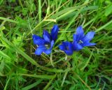 Gentiana pneumonanthe