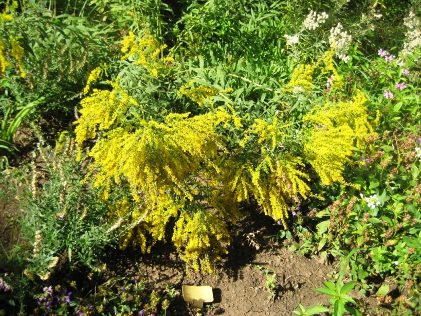 Изображение особи Solidago canadensis.