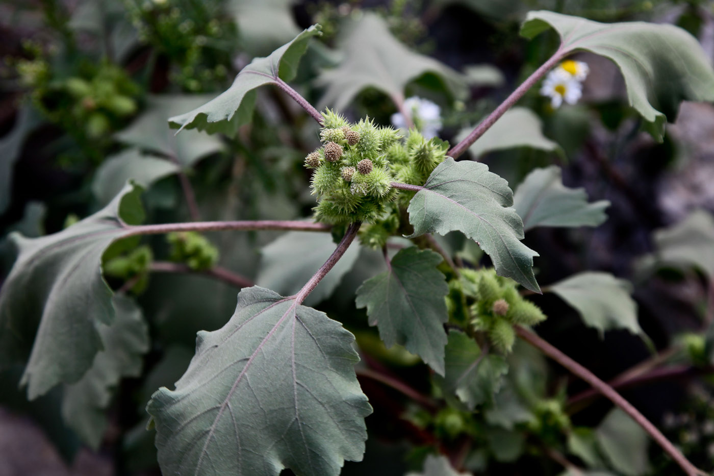 Image of Xanthium orientale specimen.