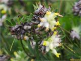 Anthyllis carpatica