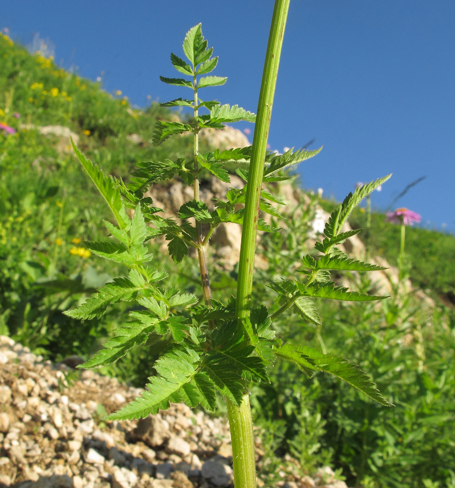 Изображение особи Chaerophyllum aureum.