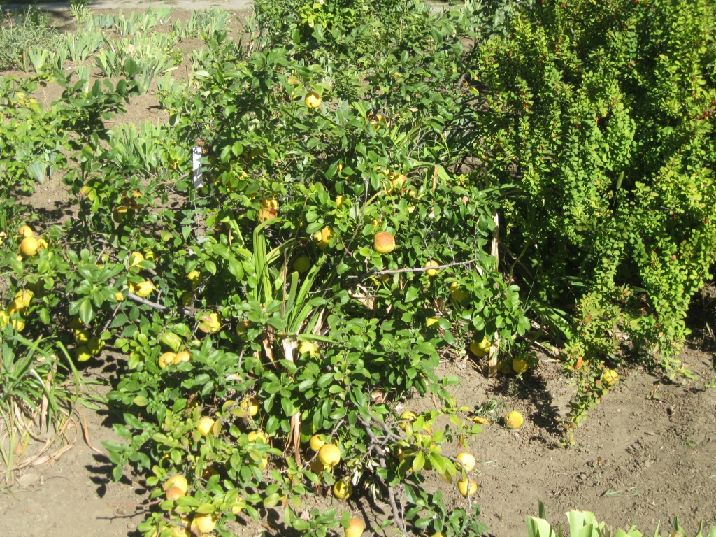 Image of Chaenomeles japonica specimen.