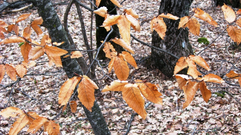Image of Fagus × taurica specimen.