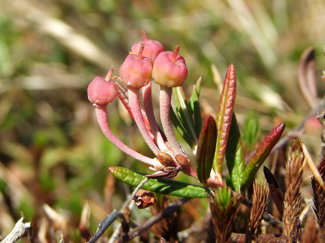 Изображение особи Andromeda polifolia.