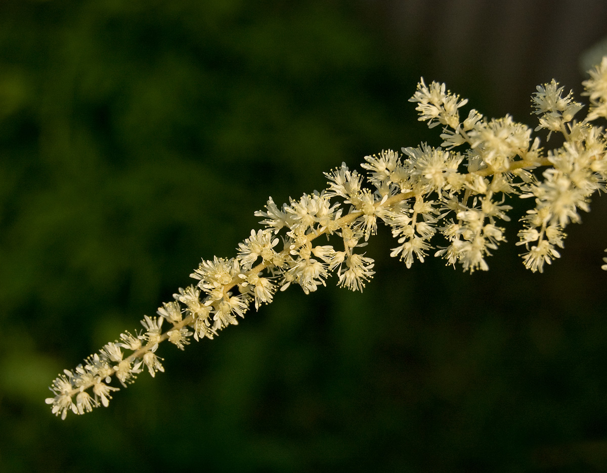Image of genus Astilbe specimen.