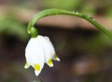 Leucojum vernum