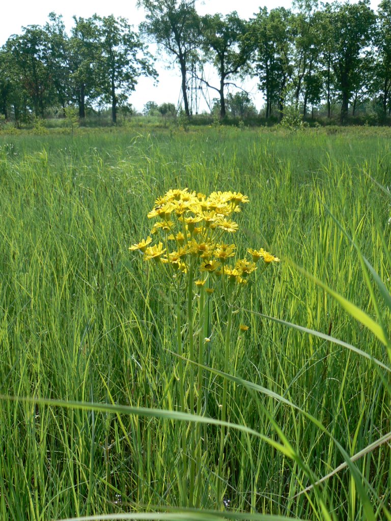 Изображение особи Tephroseris subdentata.