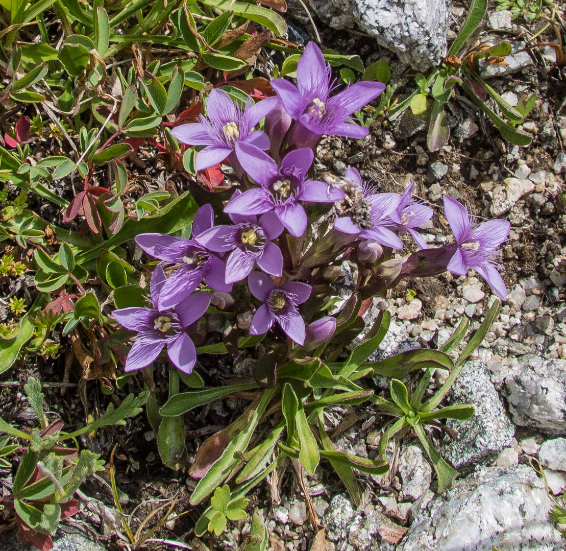 Изображение особи Gentianella biebersteinii.