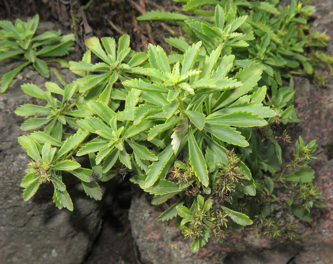 Image of Aizopsis middendorfiana specimen.