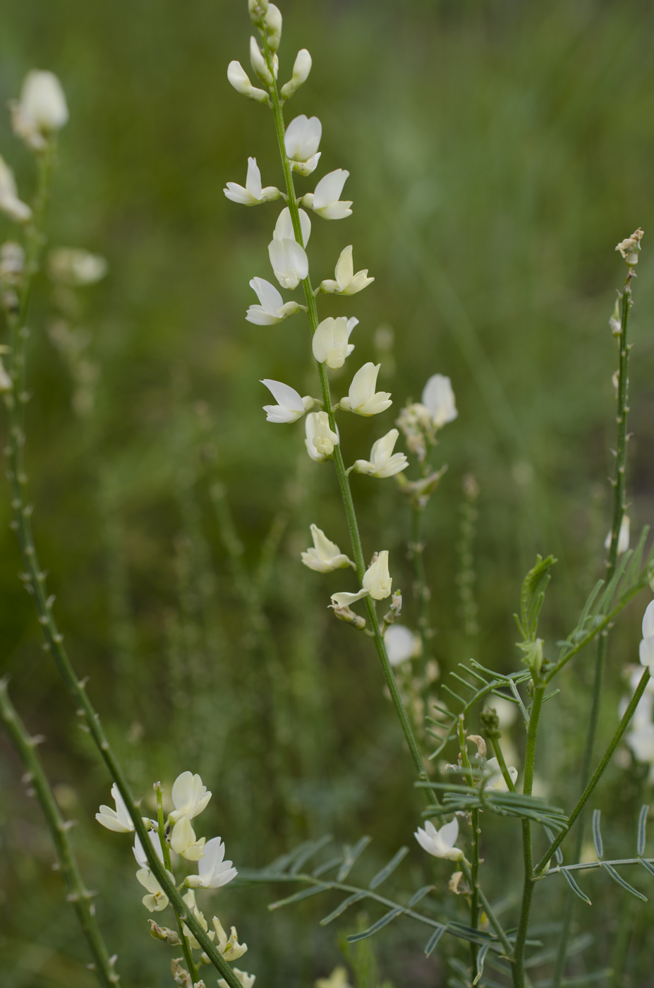 Изображение особи Astragalus katunicus.