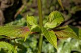 Monarda didyma