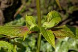 Monarda didyma. Средняя часть растения с развивающимися пазушными побегами. Пермский край, г. Пермь, Кировский р-н, садовый участок, в культуре. 30 июля 2017 г.