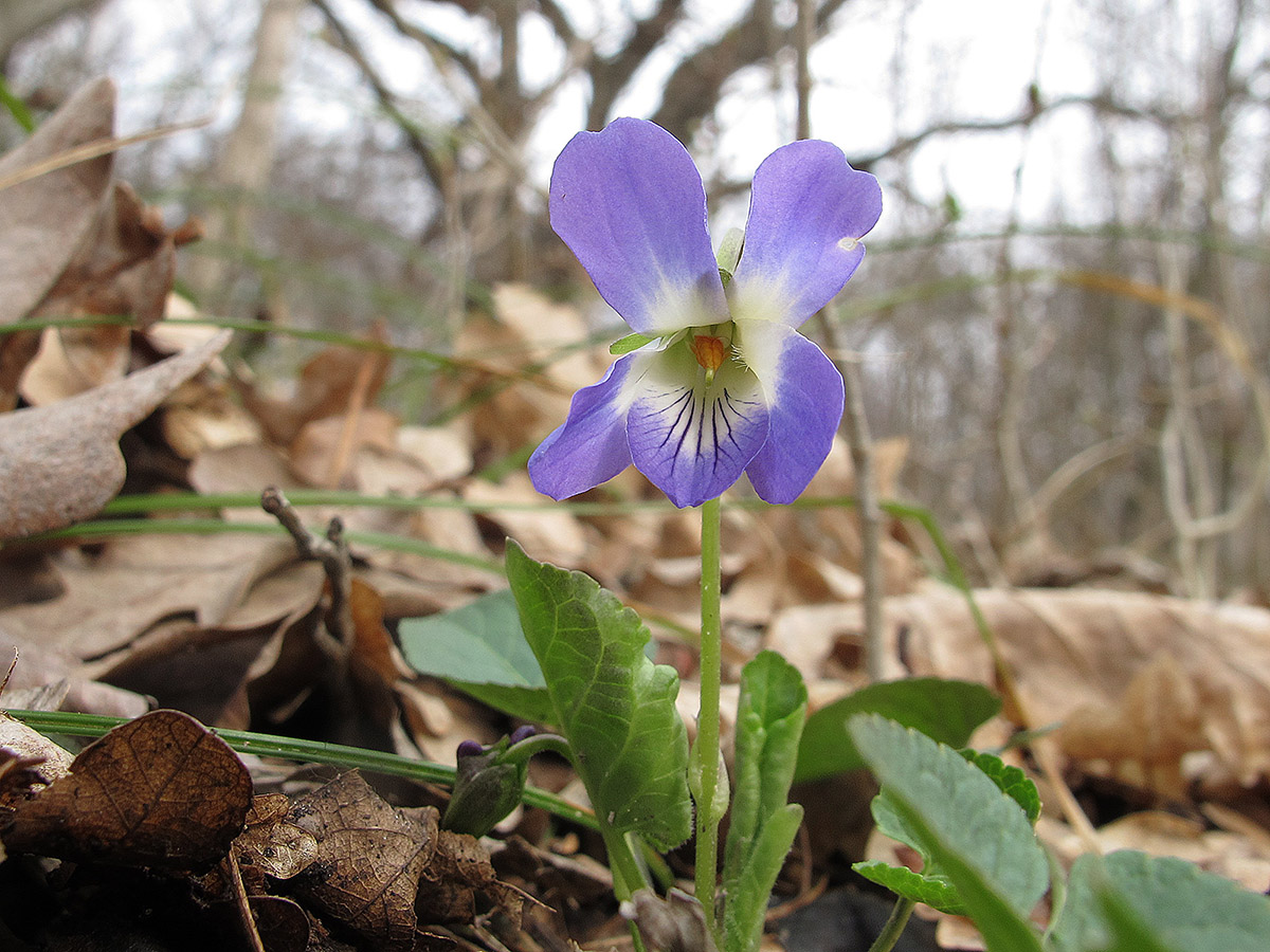 Изображение особи род Viola.