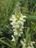 Pedicularis venusta. Соцветие. Магаданская обл., Ольский р-н, Ольское шоссе, разнотравный луг близ дороги. 15.07.2013.