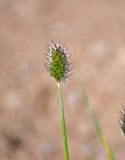 Alopecurus alpinus. Соцветие. Монголия, аймак Архангай, долина р. Суман-Гол, ≈ 2000 м н.у.м., горная степь. 05.06.2017.