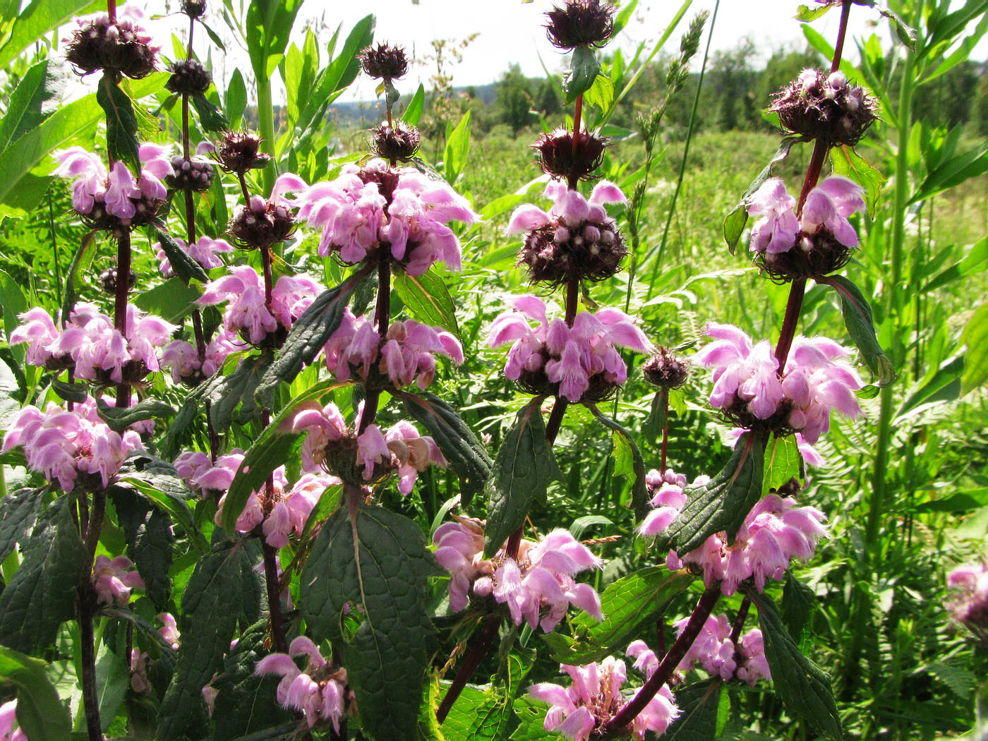 Изображение особи Phlomoides tuberosa.