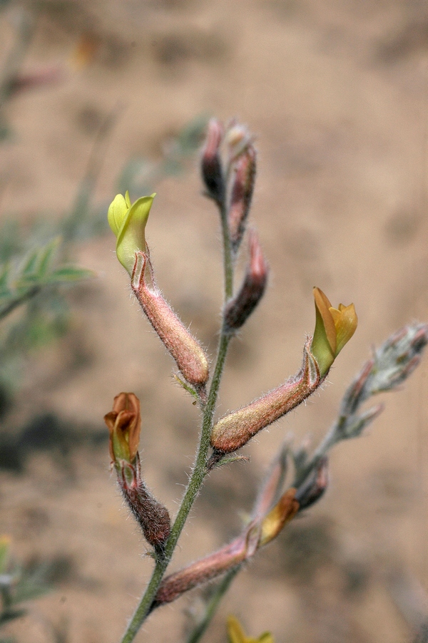 Изображение особи Astragalus turczaninowii.