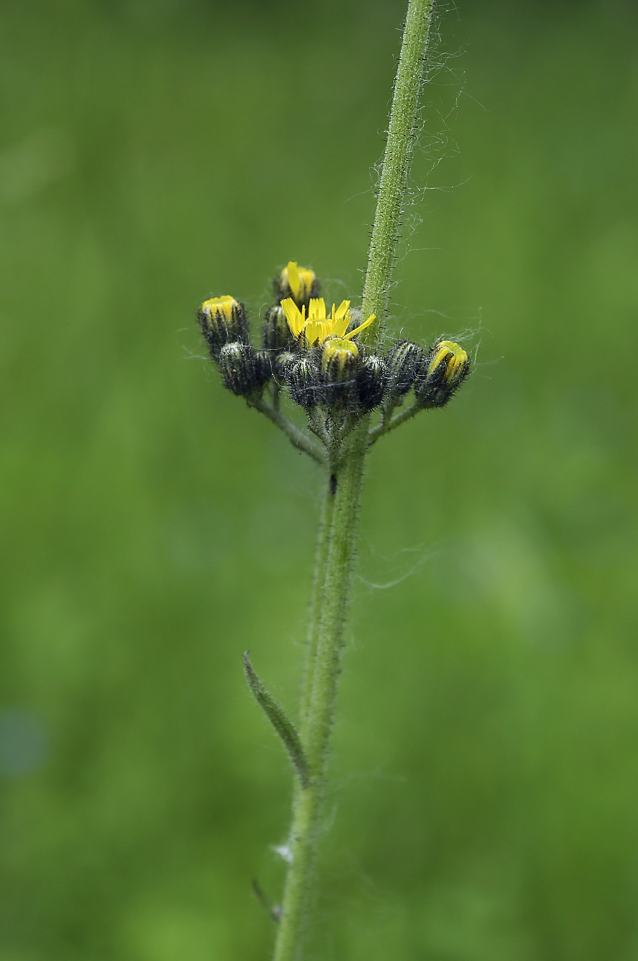 Image of genus Pilosella specimen.