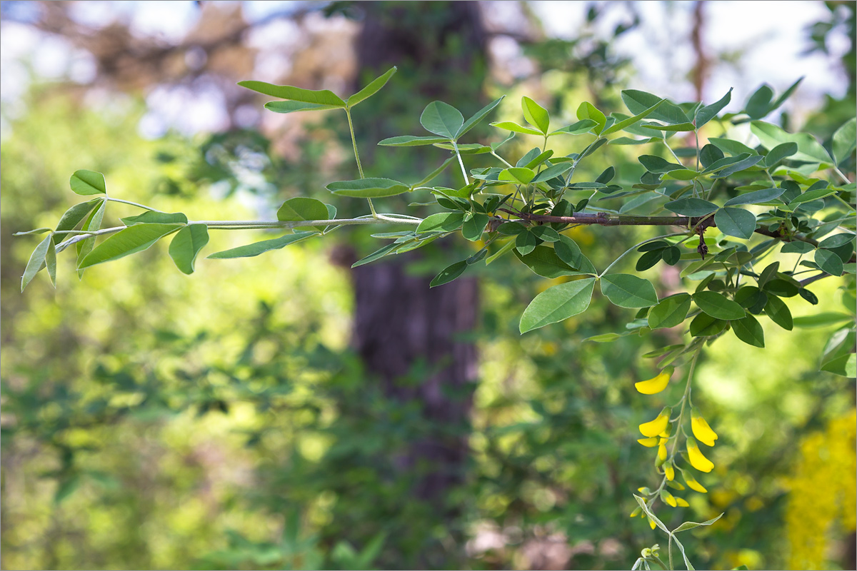 Изображение особи Laburnum anagyroides.