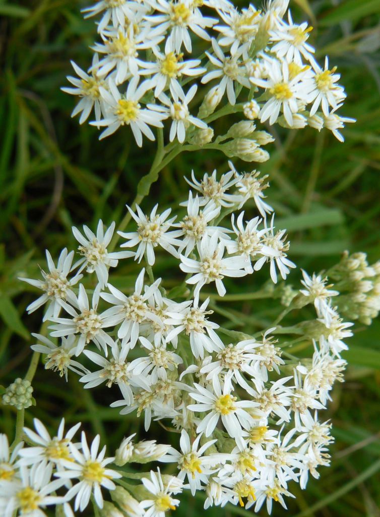 Image of Turczaninowia fastigiata specimen.