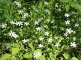 Stellaria holostea