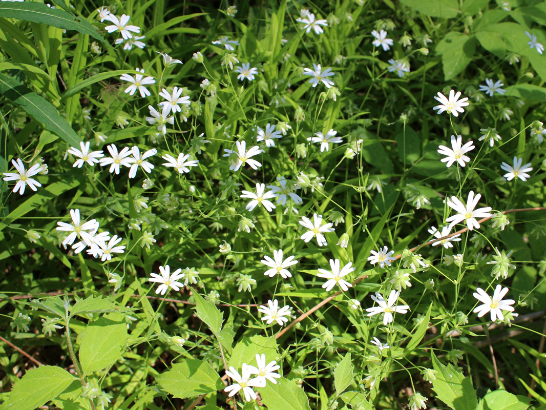 Image of Stellaria holostea specimen.