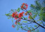 Delonix regia. Верхушка ветви цветущего дерева. Малайзия, о-в Калимантан, г. Кучинг, в культуре. 12.05.2017.