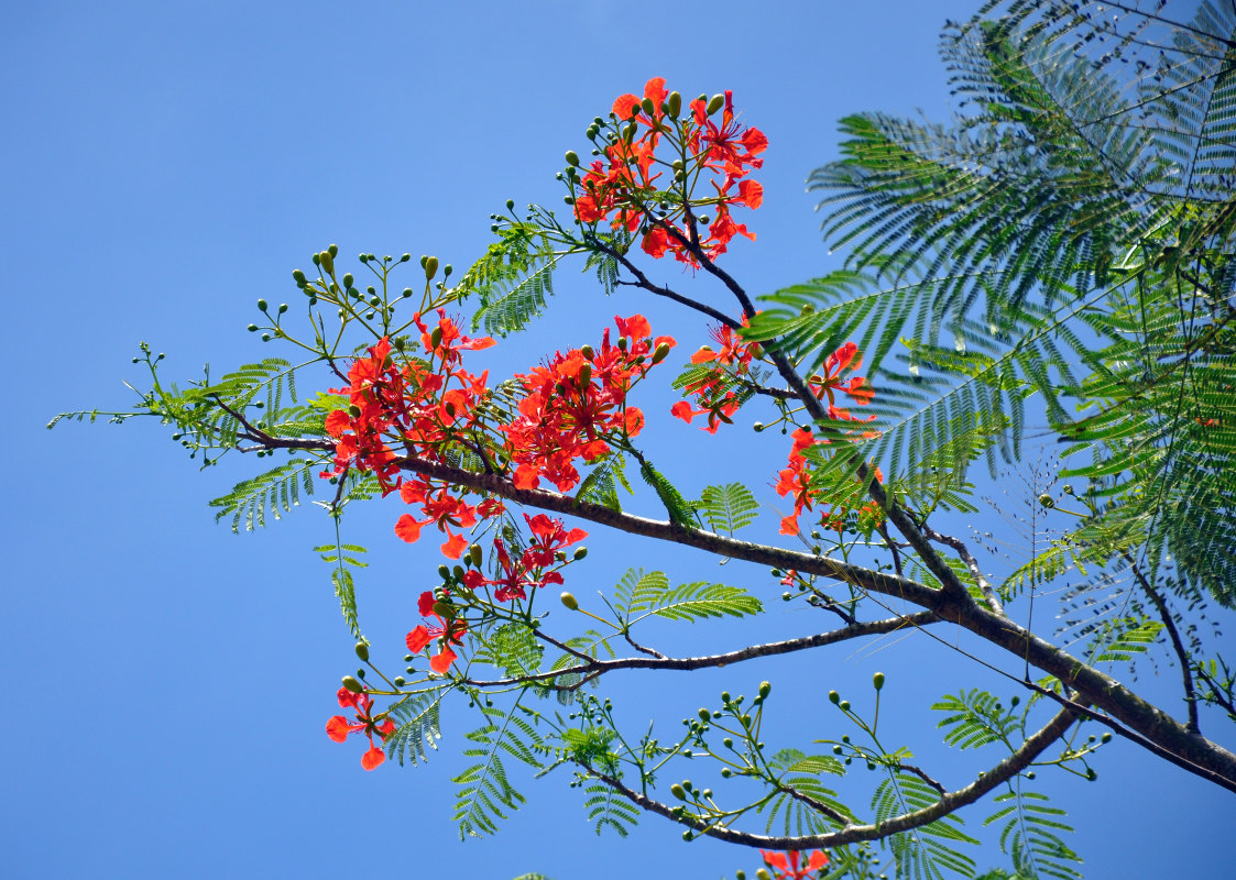 Изображение особи Delonix regia.