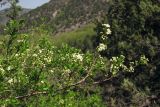 Spiraea hypericifolia. Ветвь с соцветиями. Крым, Байдарская долина, каменистый склон в светлом можжевеловом лесу. 27 апреля 2012 г.