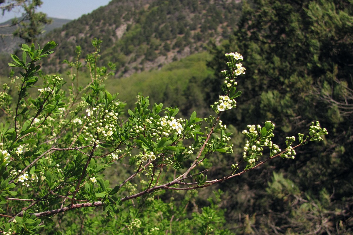 Изображение особи Spiraea hypericifolia.