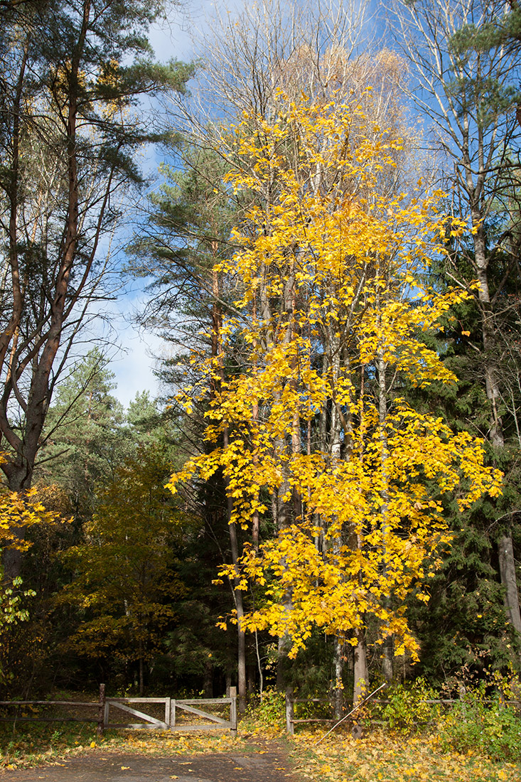 Image of Acer platanoides specimen.