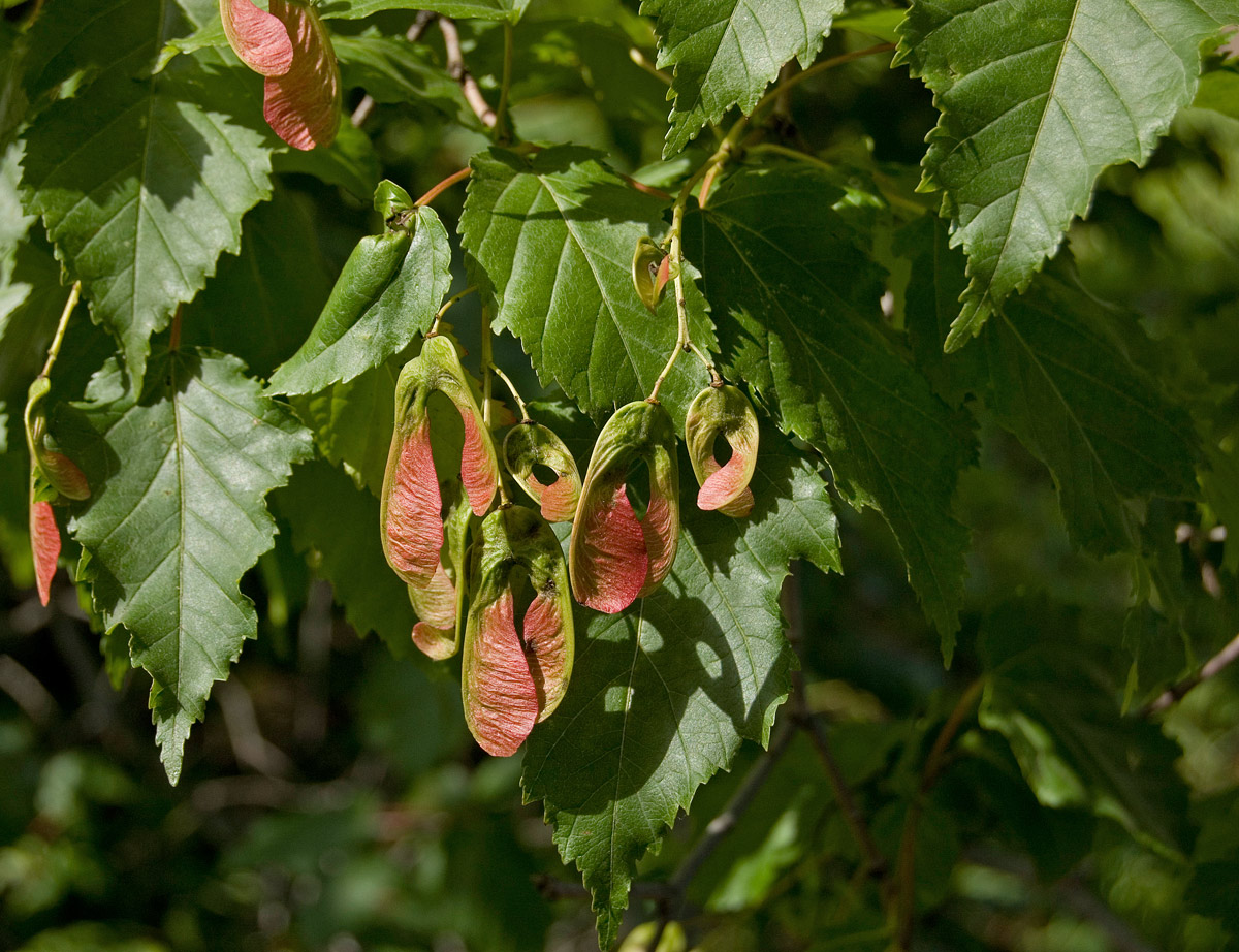 Изображение особи Acer tataricum.