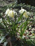 Narcissus moschatus подвид moleroi. Цветущие растения. Испания, автономное сообщество Каталония, провинция Жирона, комарка Ла Гарроча, муниципалитет Сан-Фелиу-де-Пальеролс, в буково-березовом лесу, 1030 м н.у.м, на уступе скалы. 15.04.2018.