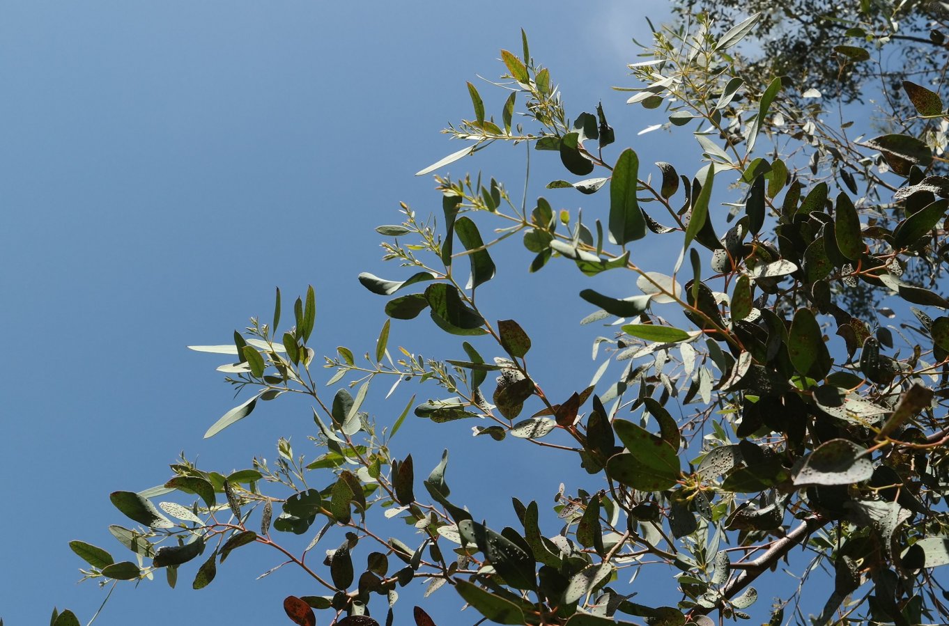 Image of genus Eucalyptus specimen.