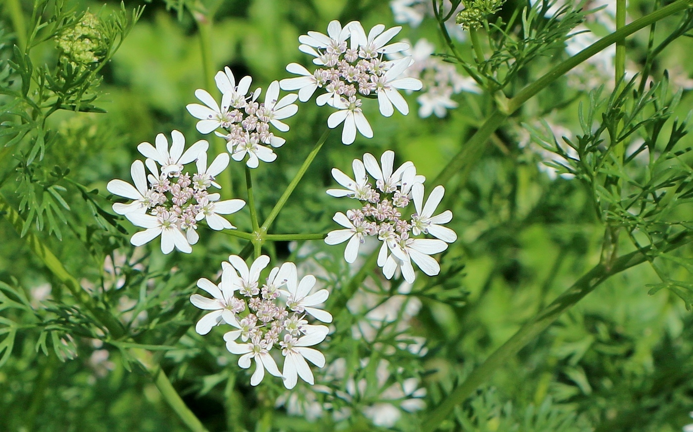 Image of Coriandrum sativum specimen.