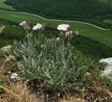 Convolvulus tauricus. Цветущие растения. Крым, Бахчисарайский р-н, плато Мангуп-Кале. 19.05.2018.