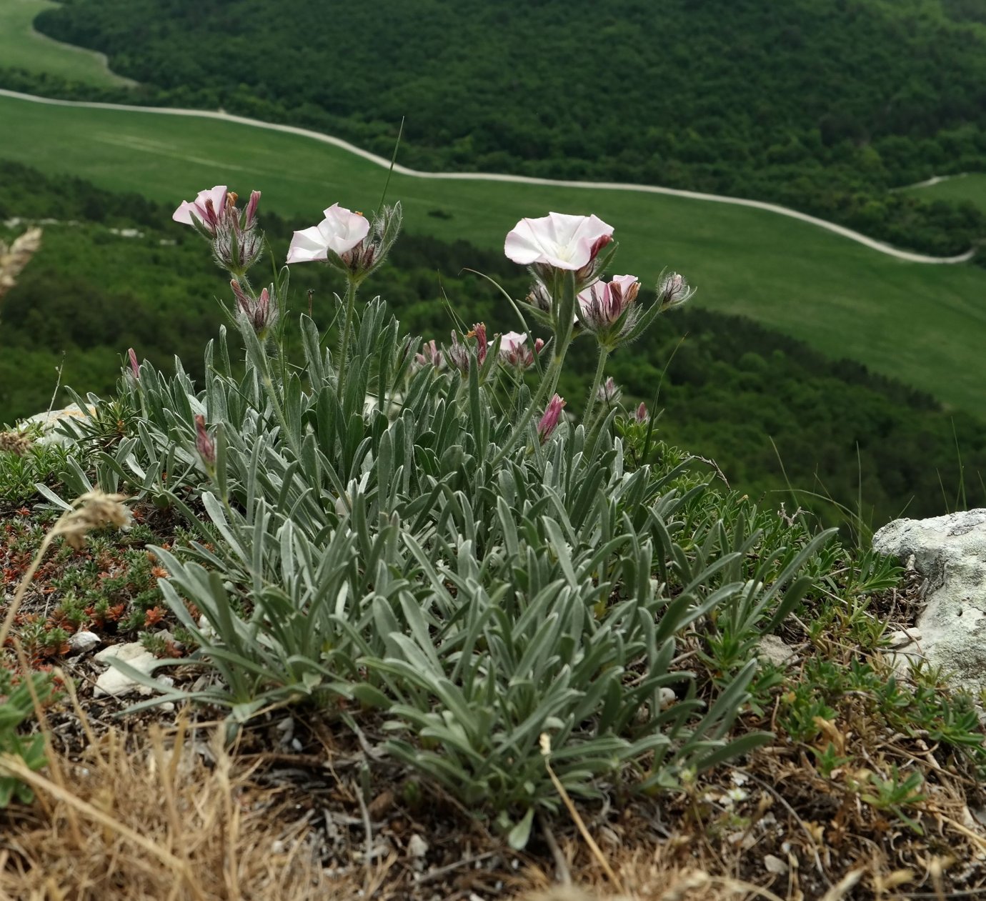 Изображение особи Convolvulus tauricus.