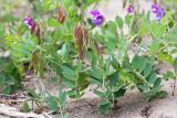 Lathyrus japonicus subspecies maritimus. Цветущие и плодоносящие растения. Карелия, Заонежье, песчаный пляж. 25.07.2017.