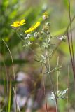 Potentilla argentea. Верхушка цветущего растения. Карелия, Заонежье, о. Мегостров, олуговелый песчаный склон на границе галечного пляжа и соснового бора. 26.07.2017.