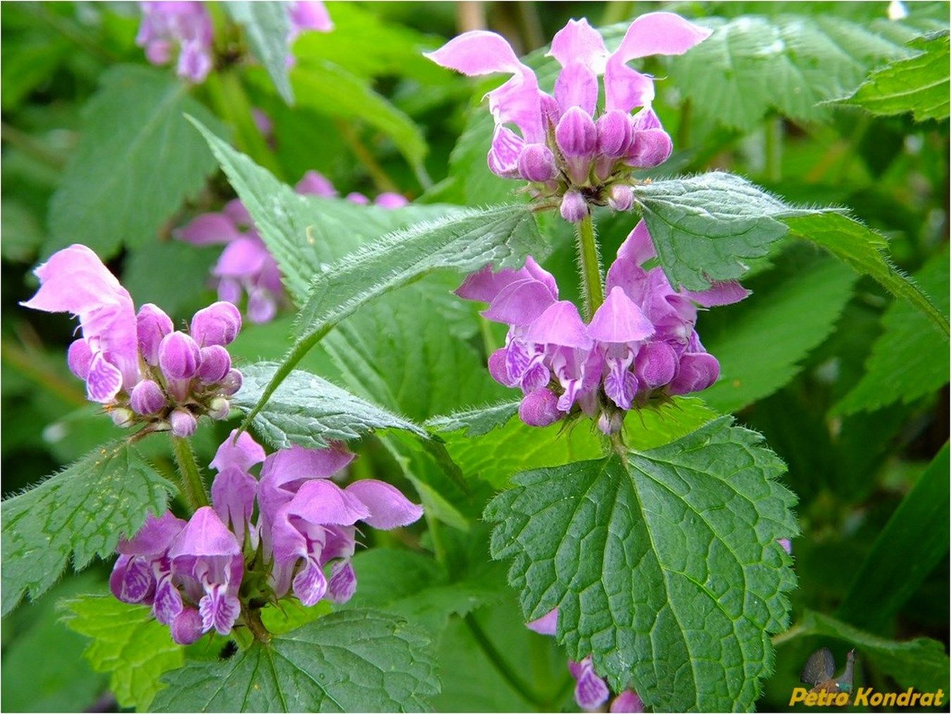 Изображение особи Lamium maculatum.