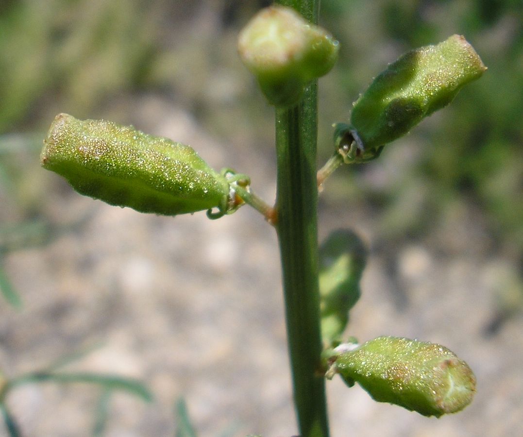 Image of Reseda lutea specimen.