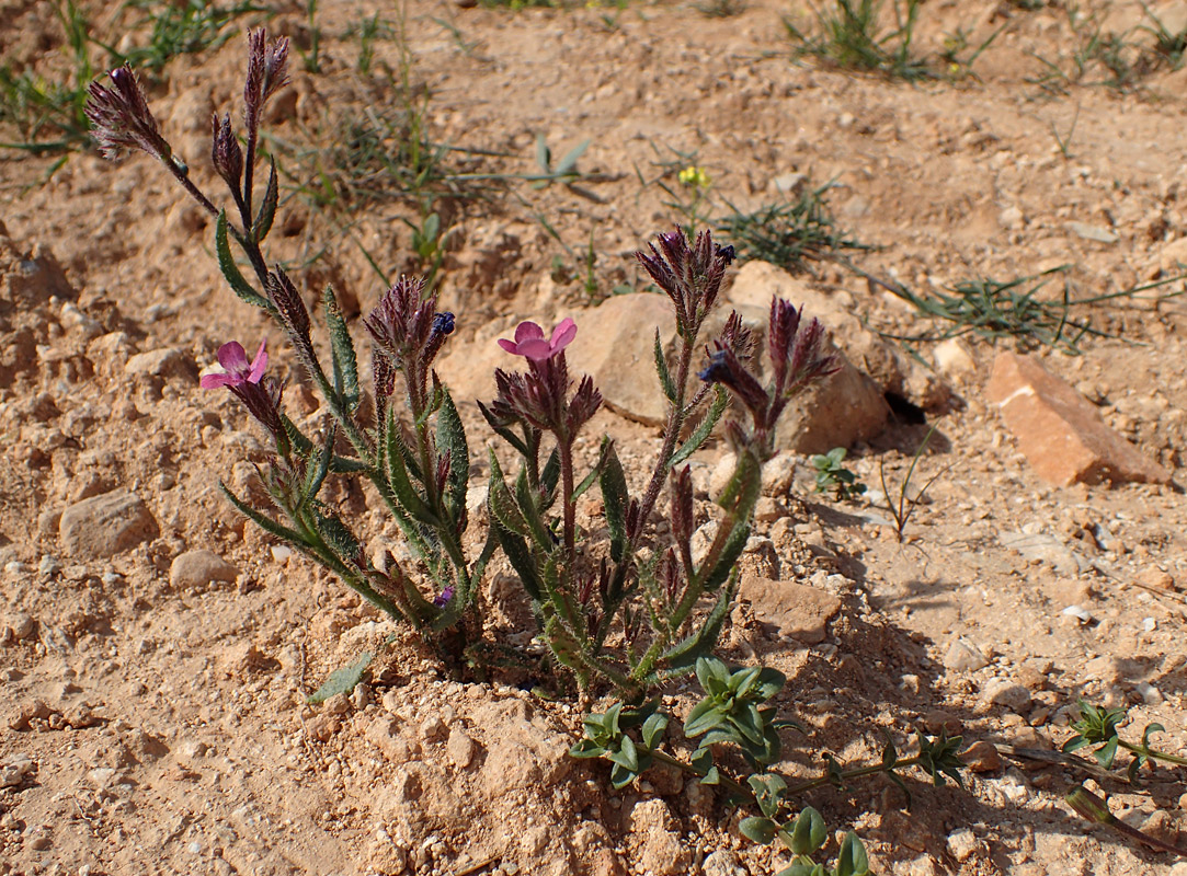 Изображение особи Anchusa azurea.