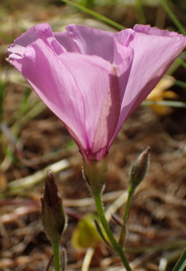 Изображение особи Convolvulus althaeoides.